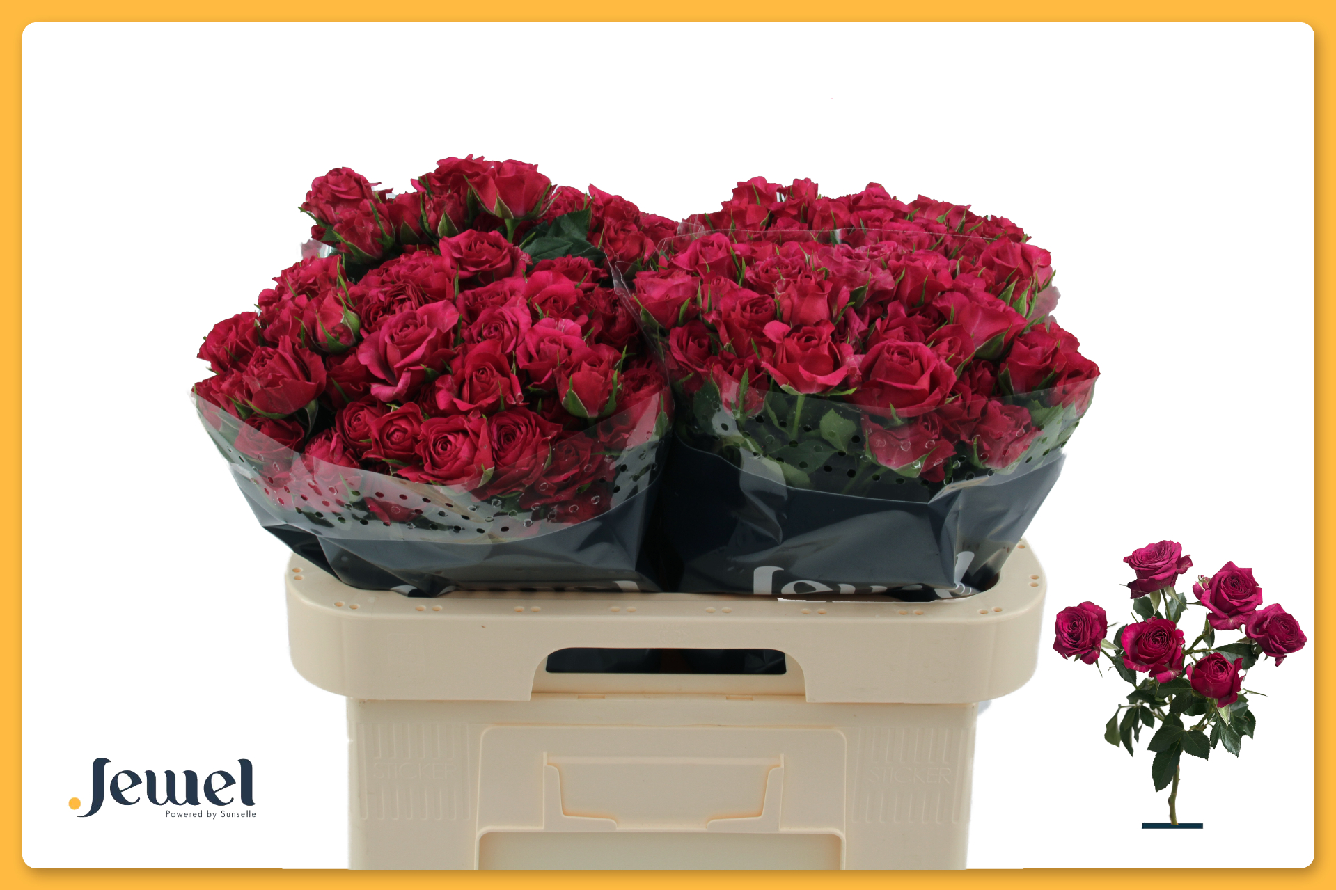 Rose verzweigt fuchsia Carrie 5+Blüte 50cm