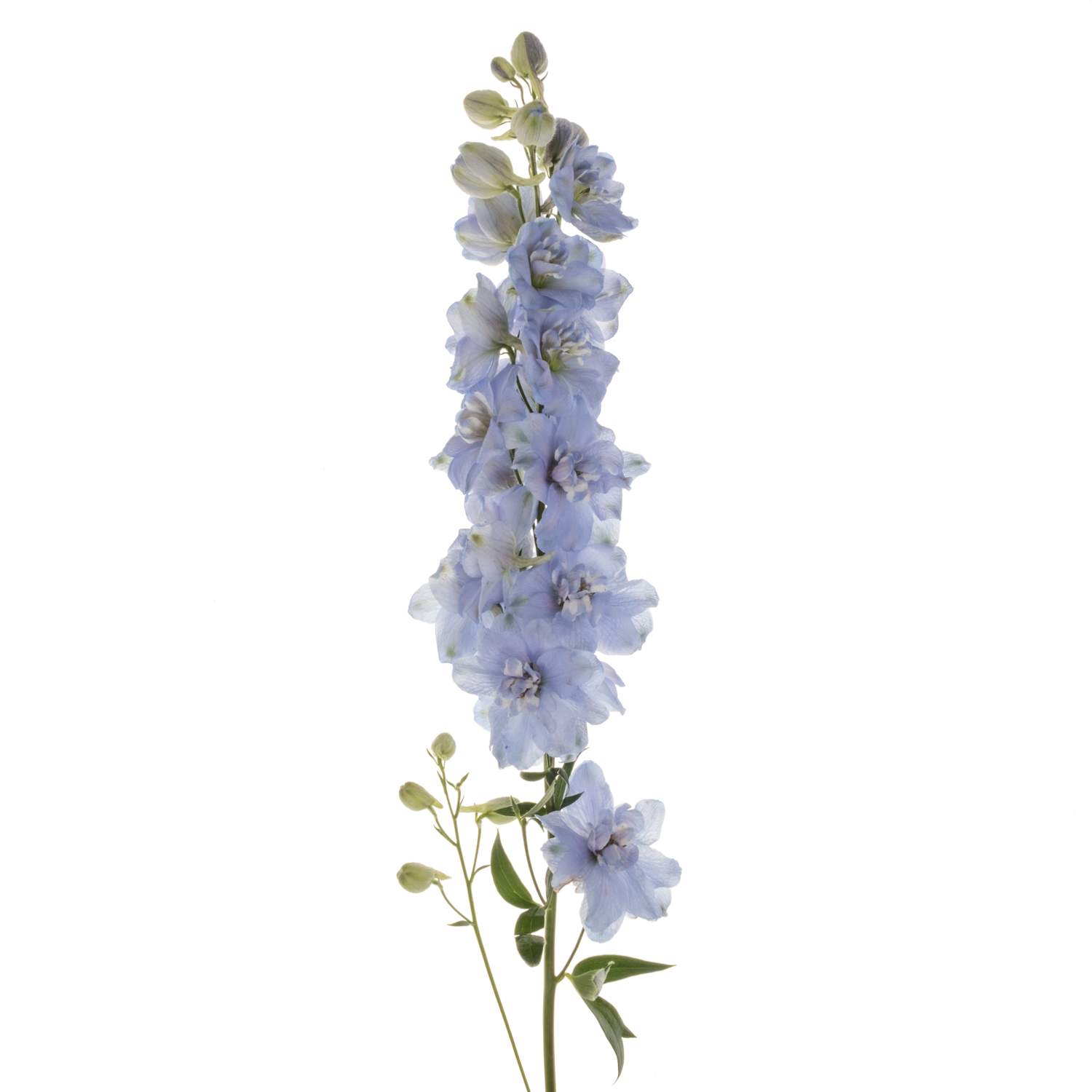 Delphinium hell blau Ice dewi hell blau 80cm