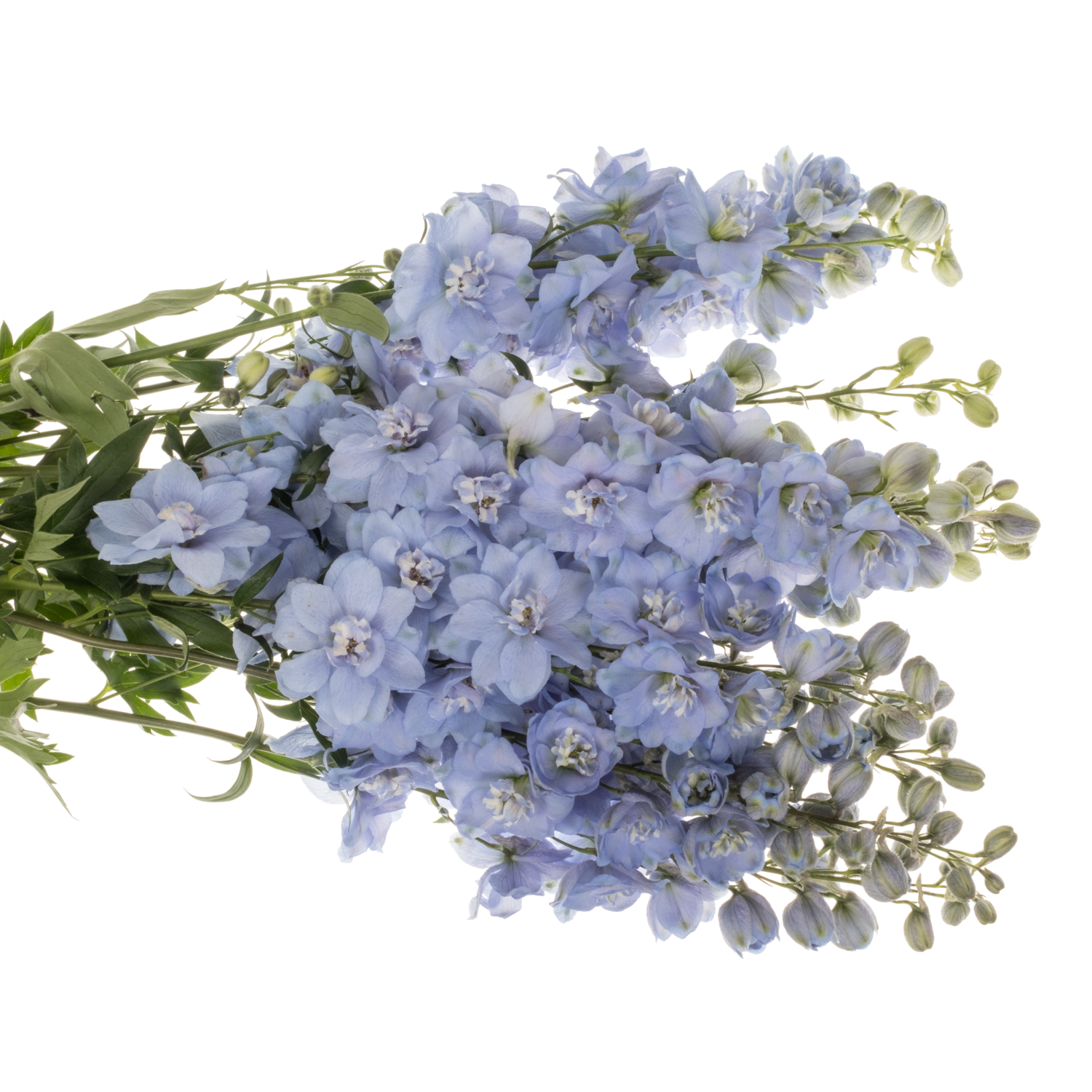 Delphinium hell blau Ice dewi hell blau 80cm