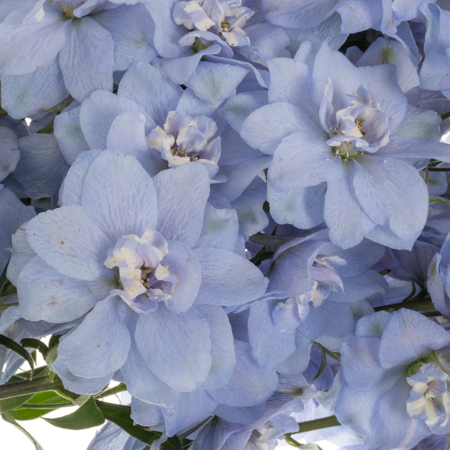 Delphinium hell blau Ice dewi hell blau 80cm