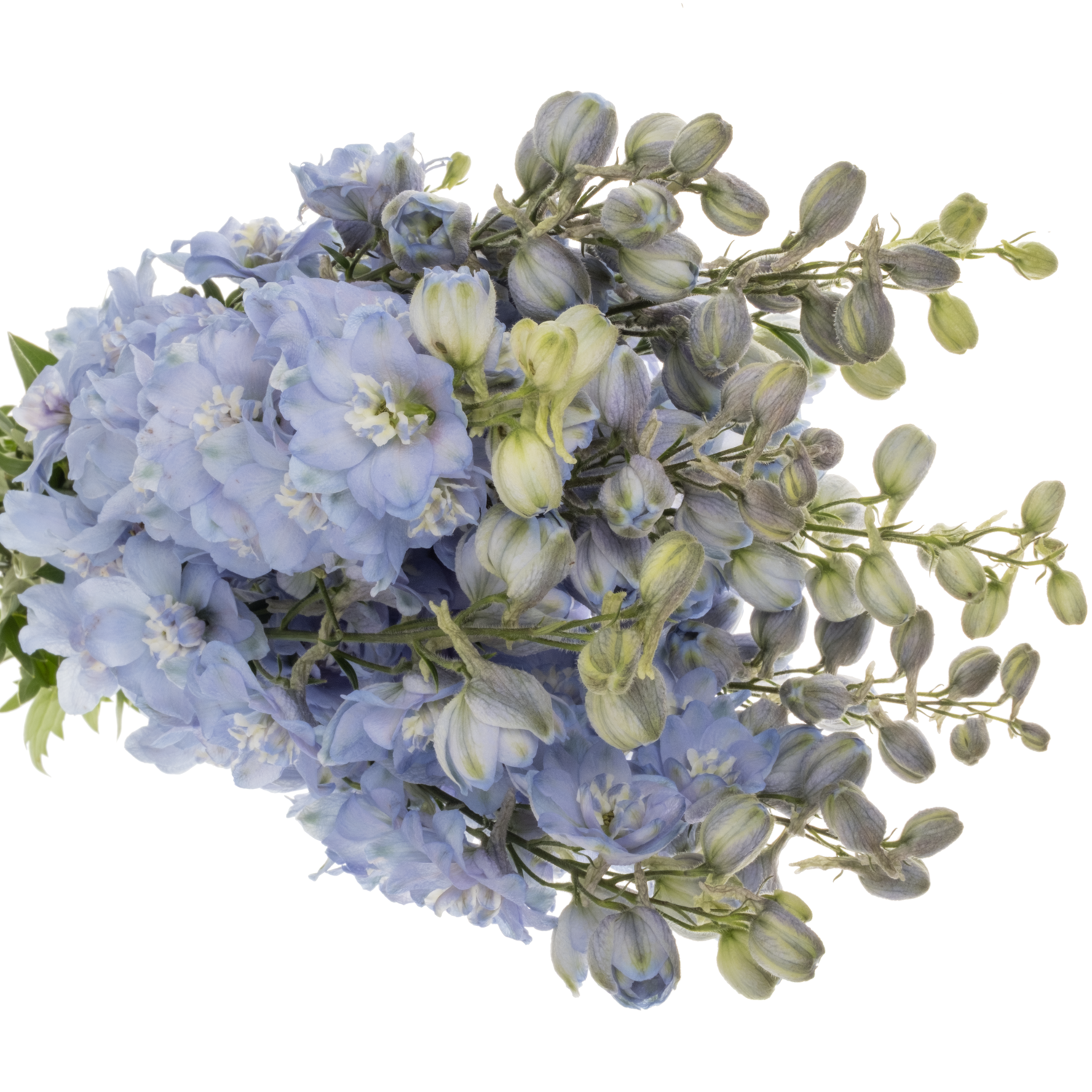 Delphinium hell blau Ice dewi hell blau 80cm