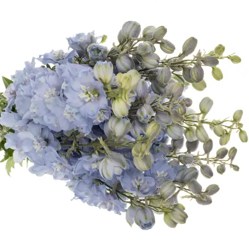 Delphinium hell blau Ice dewi hell blau 80cm