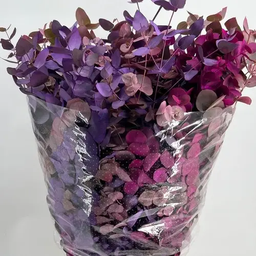 Populus mix Cin. Purple gefärbt 200 Gramm 70cm