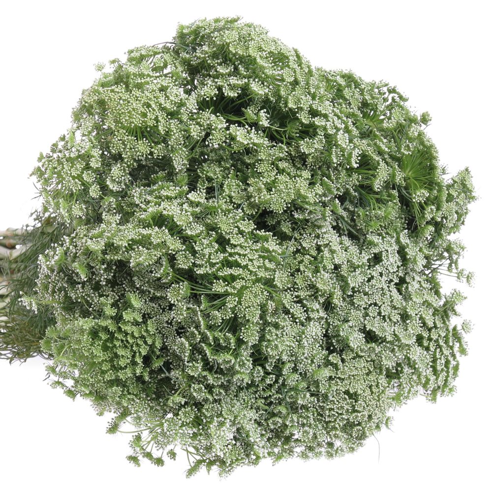 Dille weiss Visnaga 60cm x50