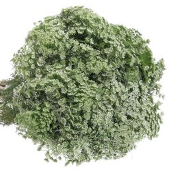 Dille weiss Visnaga 60cm x50