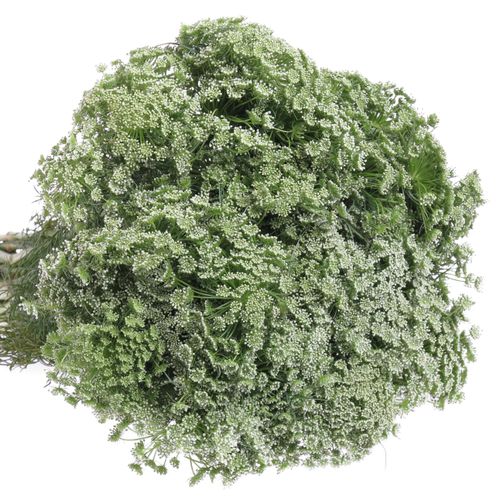 Dille weiss Visnaga 60cm x50