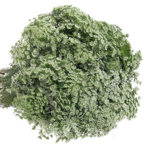 Dille weiss Visnaga 60cm x50