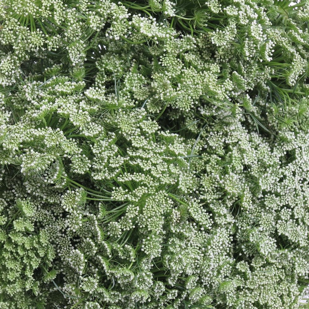 Dille weiss Visnaga 60cm x50