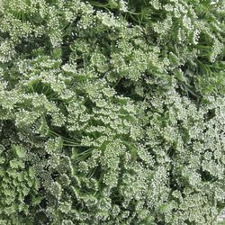 Dille weiss Visnaga 60cm x50