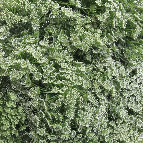 Dille weiss Visnaga 60cm x50