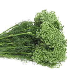 Dille weiss Visnaga 60cm x50