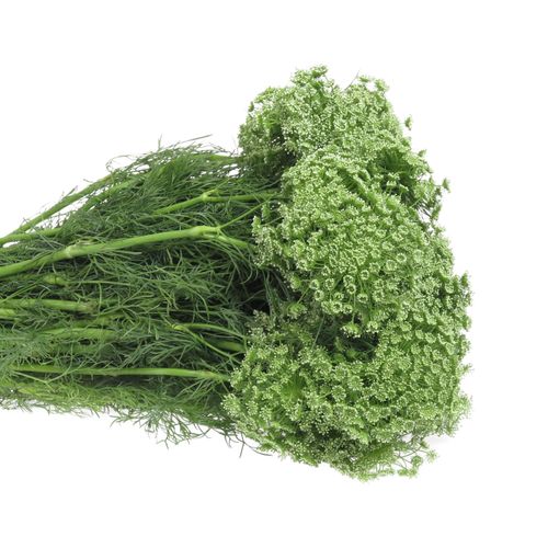 Dille weiss Visnaga 60cm x50