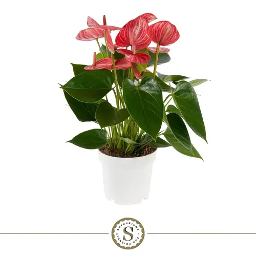 Anthurium rot Livium Ruby T14 H050