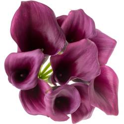 Calla dunkel lila Durban 50cm