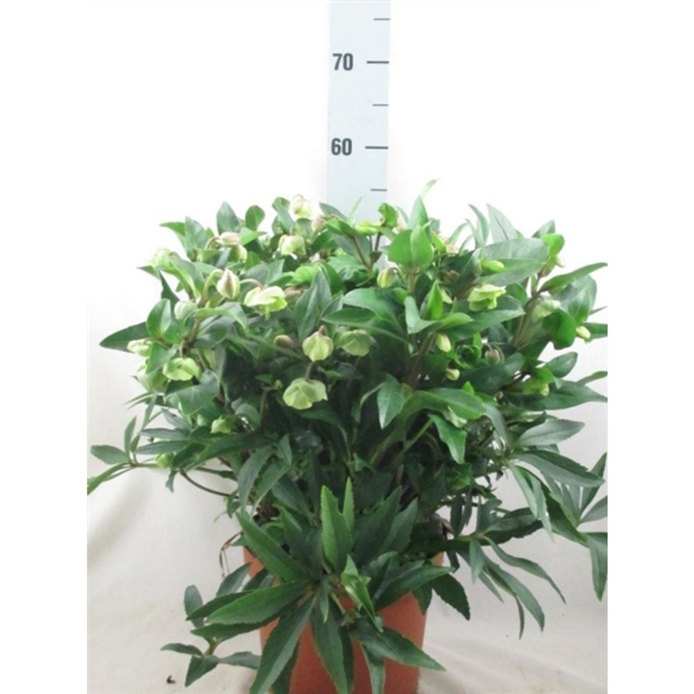 Helleb.Winterbells T23 H50