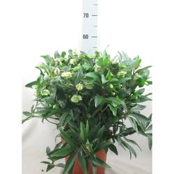 Helleb.Winterbells T23 H50