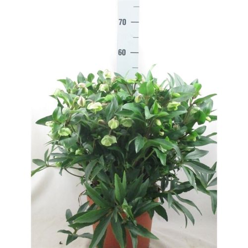 Helleb.Winterbells T23 H50
