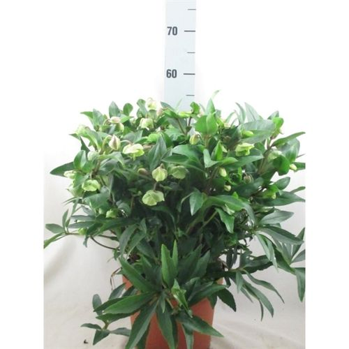 Helleb.Winterbells T23 H50