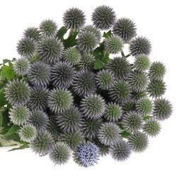 Distel blau Kugeldistel 50cm