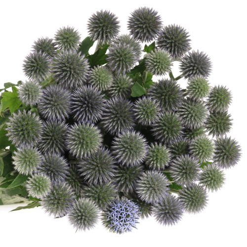 Distel blau Kugeldistel 50cm