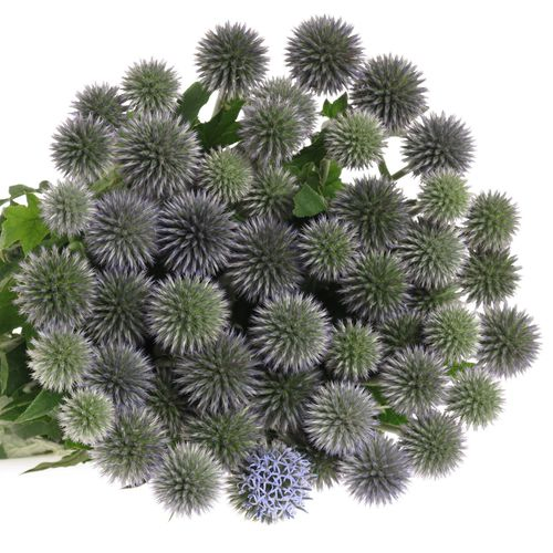 Distel blau Kugeldistel 50cm