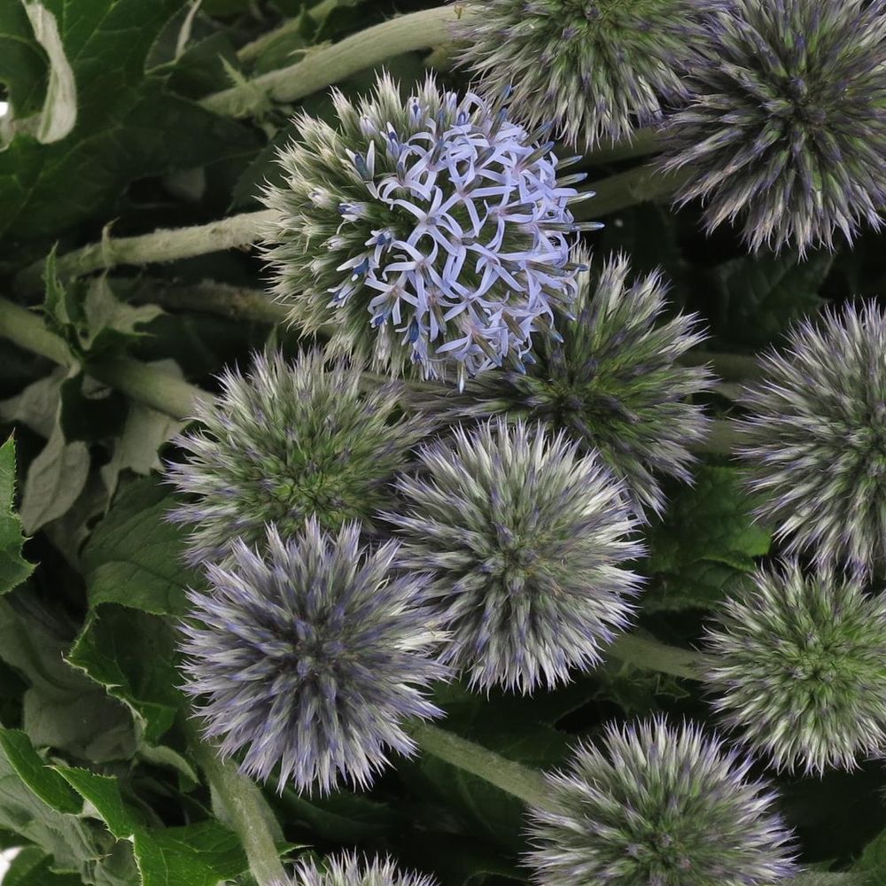 Distel blau Kugeldistel 50cm