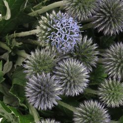Distel blau Kugeldistel 50cm