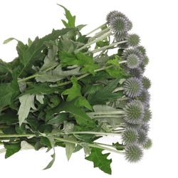 Distel blau Kugeldistel 50cm