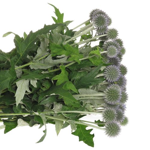 Distel blau Kugeldistel 50cm