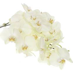 Phalaenopsis creme Rising Sun 45 Blüten 3 Stiele 80cm