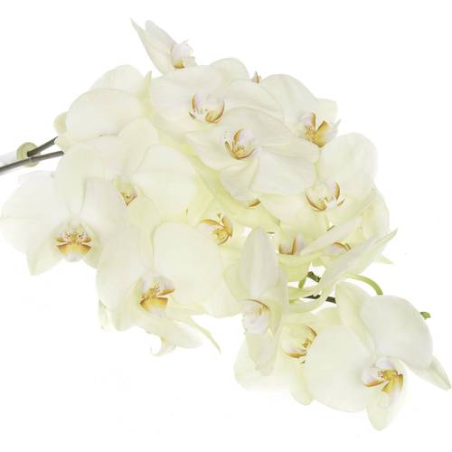 Phalaenopsis creme Rising Sun 45 Blüten 3 Stiele 80cm