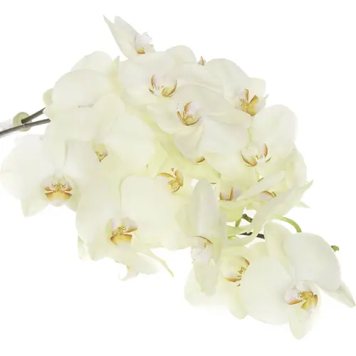 Phalaenopsis creme Rising Sun 45 Blüten 3 Stiele 80cm