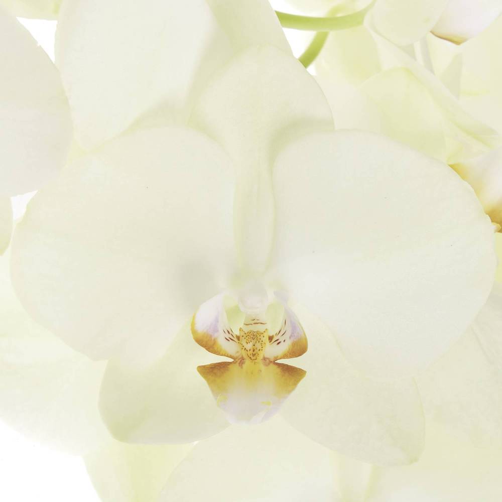 Phalaenopsis creme Rising Sun 45 Blüten 3 Stiele 80cm