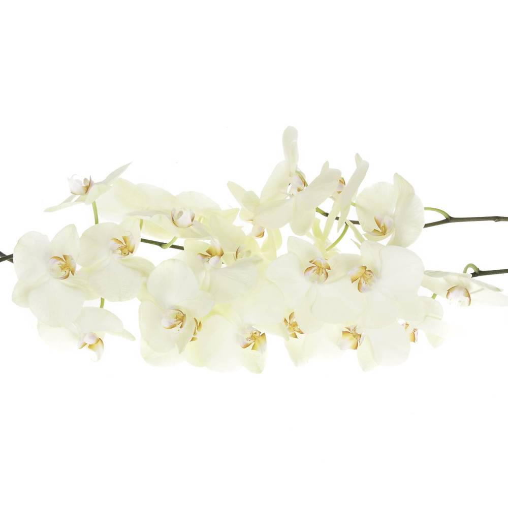 Phalaenopsis creme Rising Sun 45 Blüten 3 Stiele 80cm