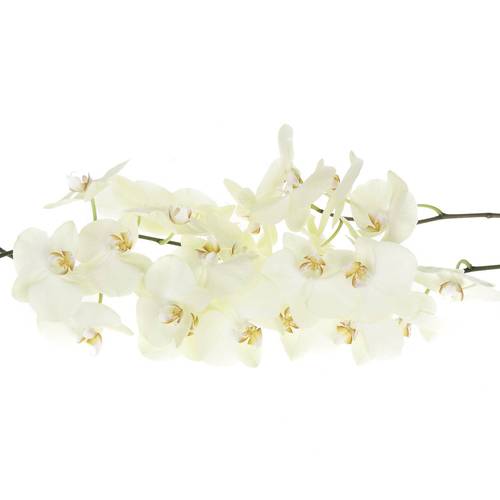 Phalaenopsis creme Rising Sun 45 Blüten 3 Stiele 80cm