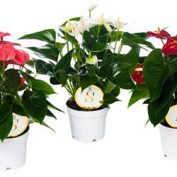 An.mix Champion  T12 H35