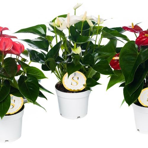 An.mix Champion  T12 H35