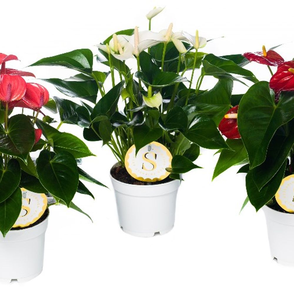 An.mix Champion  T12 H35