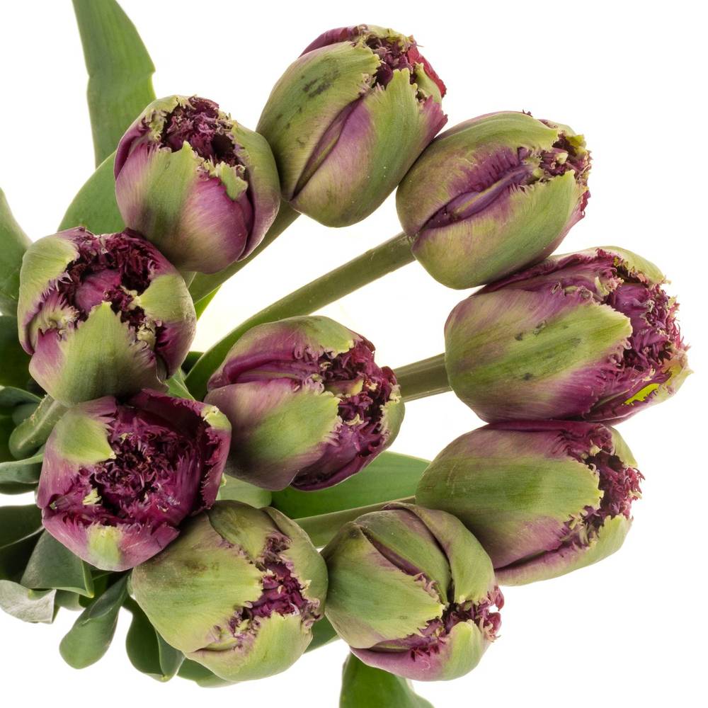 Franz.lila doppel gezackt Roma 75 Gramm 60cm