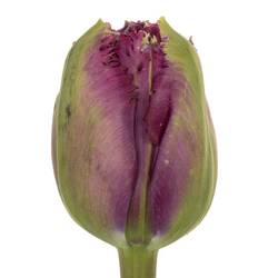 Franz.lila doppel gezackt Roma 75 Gramm 60cm