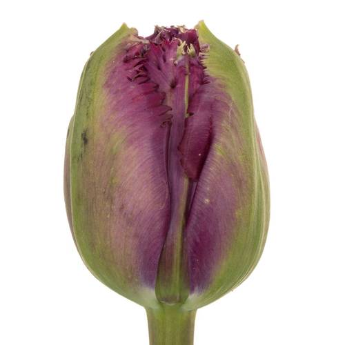 Franz.lila doppel gezackt Roma 75 Gramm 60cm