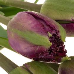 Franz.lila doppel gezackt Roma 75 Gramm 60cm