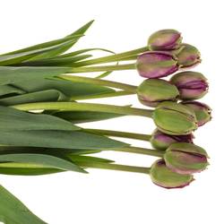 Franz.lila doppel gezackt Roma 75 Gramm 60cm