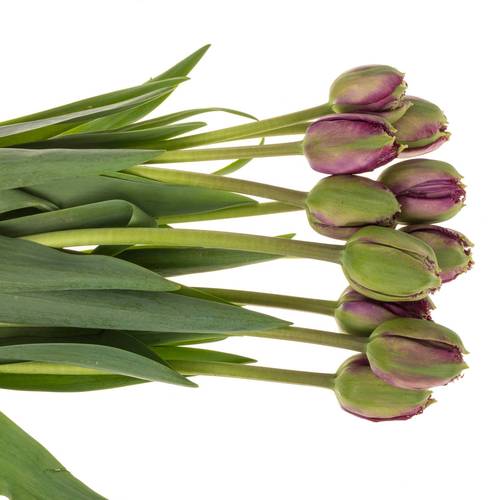 Franz.lila doppel gezackt Roma 75 Gramm 60cm