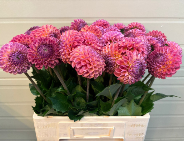 Dahlia rosa/lila Caitlin Joy 60cm