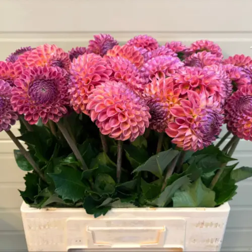 Dahlia rosa/lila Caitlin Joy 60cm