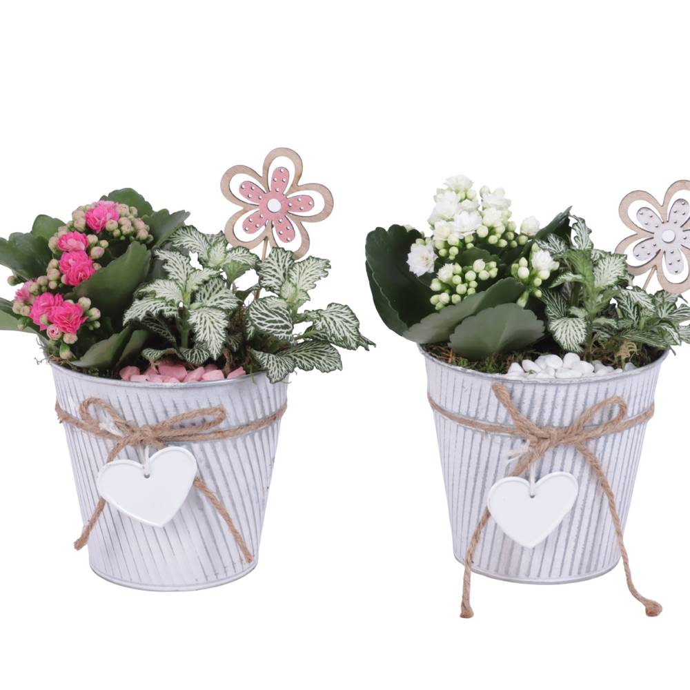 Kal.Arr mix WD613K4036 T13 H020