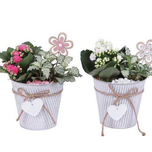 Kal.Arr mix WD613K4036 T13 H020