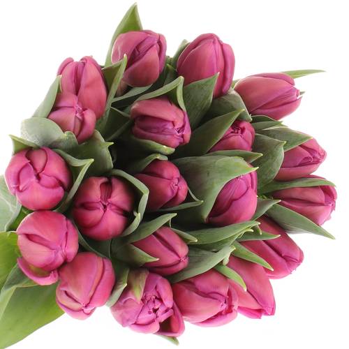 Tulpe lila doppel Respectable Triflor 32Gram