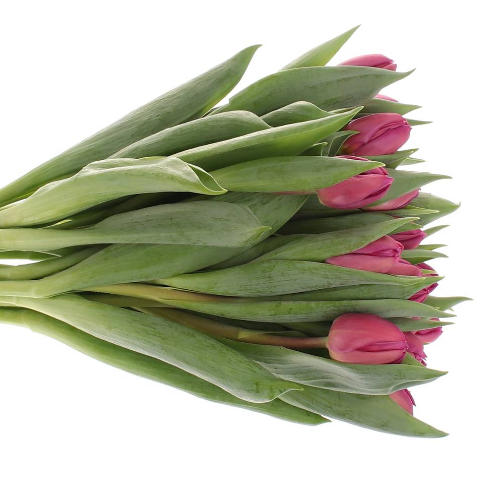 Tulpe lila doppel Respectable Triflor 32Gram